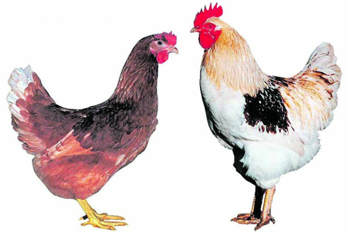 Курица и петух породы Доминант