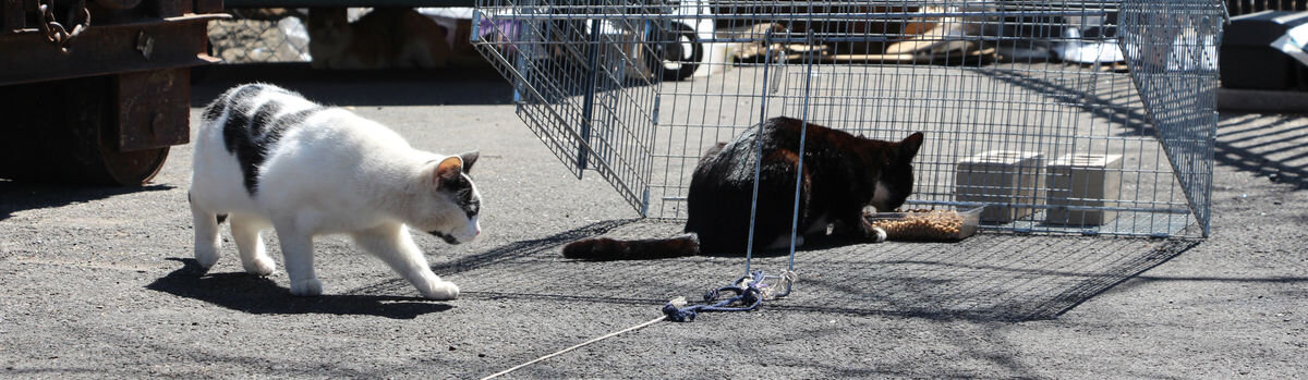 Ловушка для кота коробка. Ловушка для кота. Ловушка для кошек. Убежала кошка как поймать. Убежала кошка как поймать.