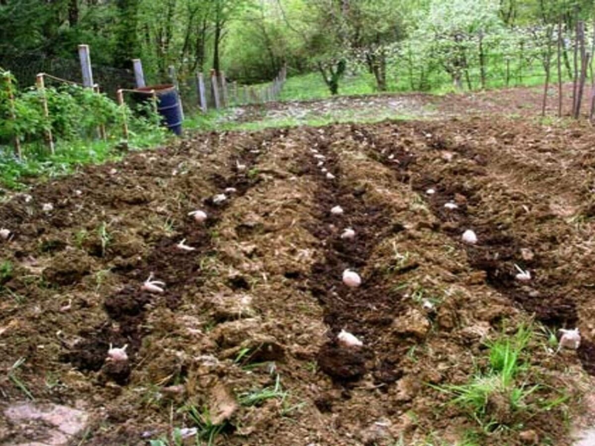 Не сыпьте эти удобрения в лунки при посадке картошки - они только навредят урожаю