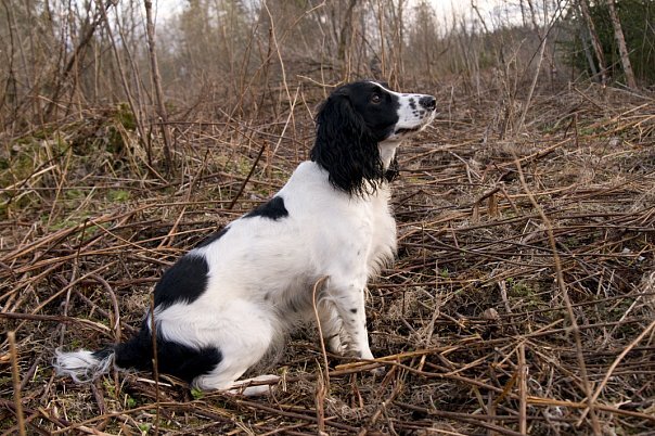 Белую собаку вальдшнепу очень хорошо видно.