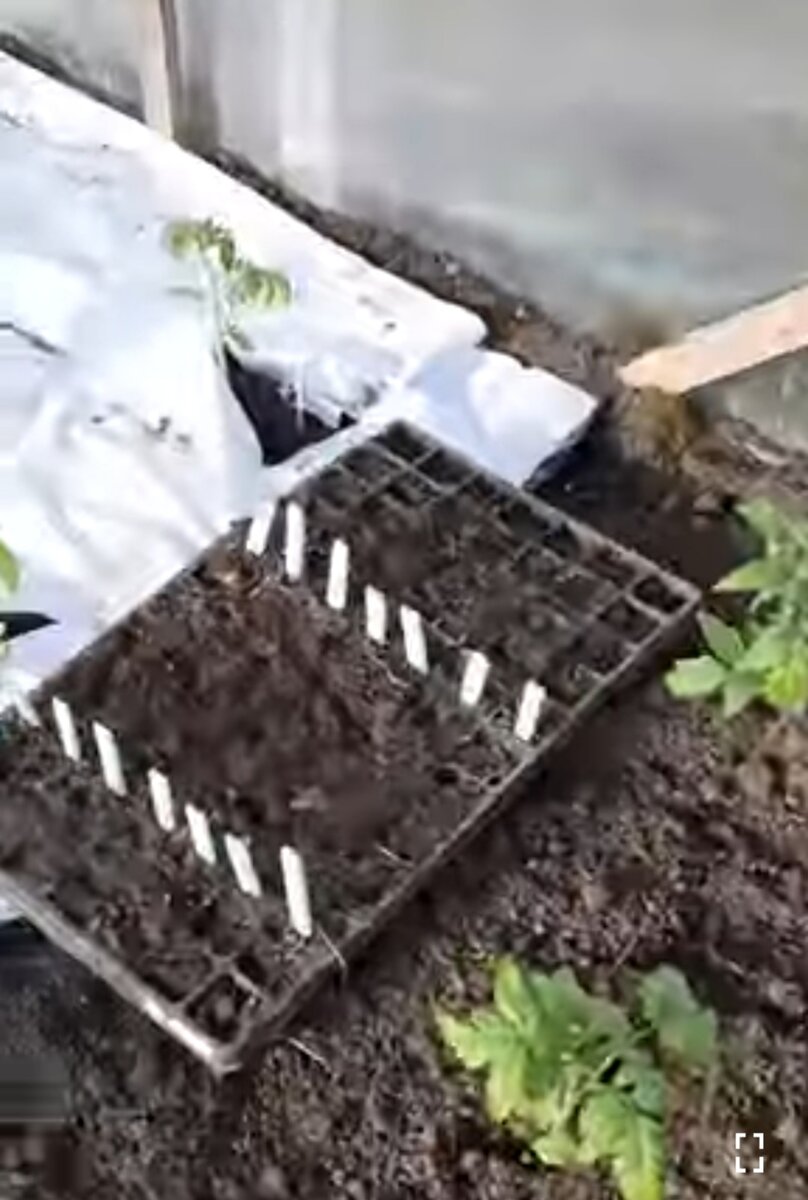 Готовая кассета. Очень неудобно пользоваться такими огромными размерами. На будущий год буду разрезать на мобильные или куплю меньше размер. На 54 ячейки мне неудобно перемещать и расставлять. 