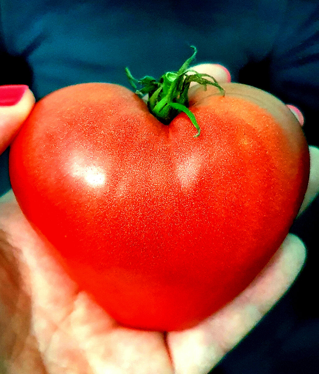 (Фото автора. Помидор выращен свекровями автора и привезен пужем автора)