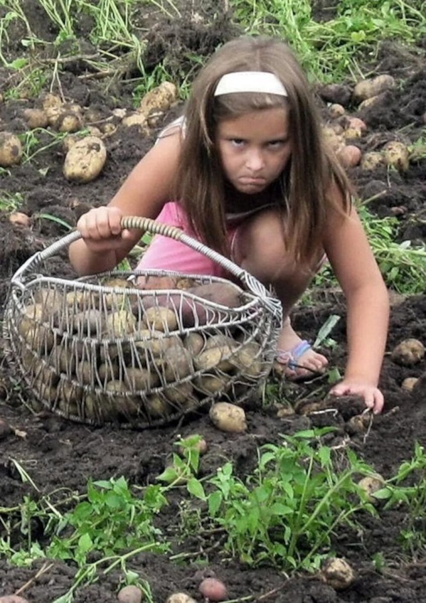 копать. люблю копать картошку. уборка картофеля на даче. мемы про копку картошки. весело копаем картошку.