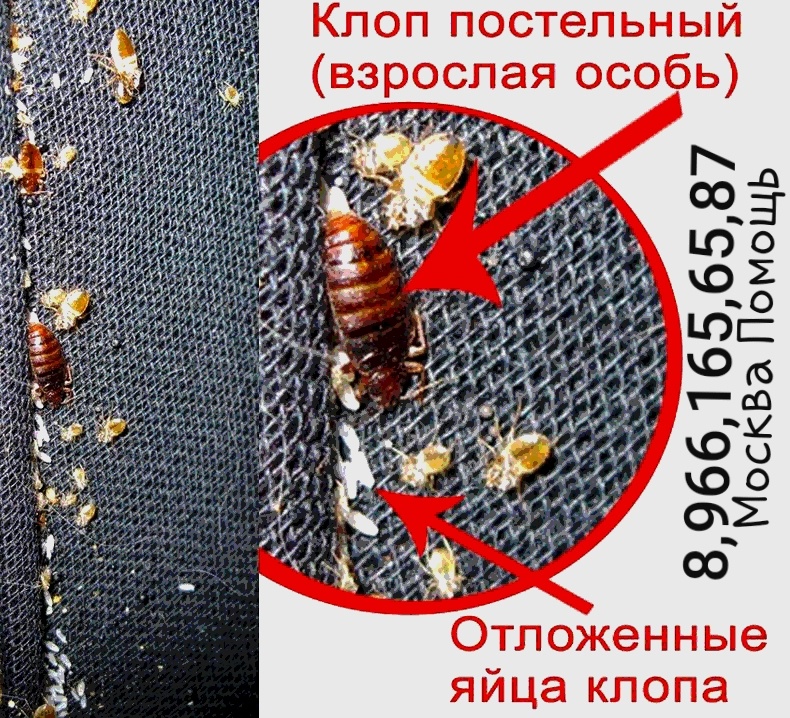 https://dezkvartira.ru ДЭК Экологическая-Квартира Москва