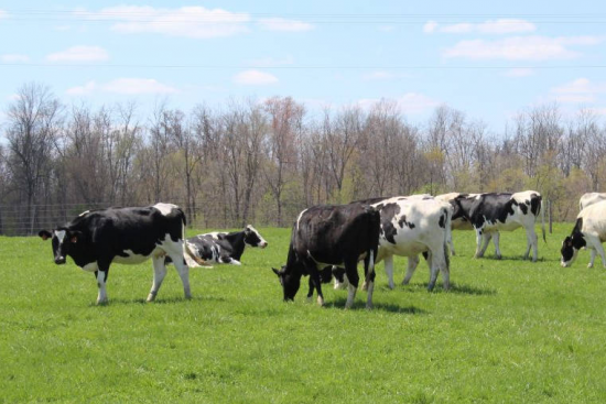    В Оренбуржье скот переводят на летне-пастбищное содержание Кристина Просвиркина