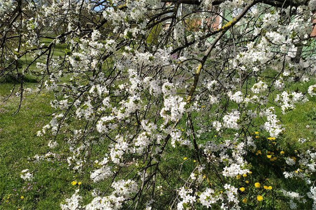    Как реанимировать бутоны и цветки яблони после заморозков?