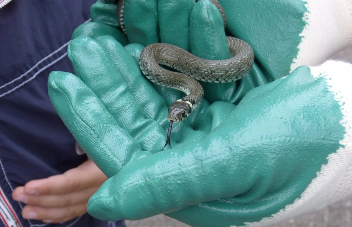 Медянка. Фото: pxhere.com