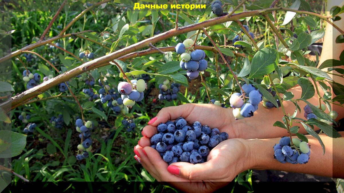 Посадка голубики в августе: выбор места, заправка почвы, уход, подкормки, полив