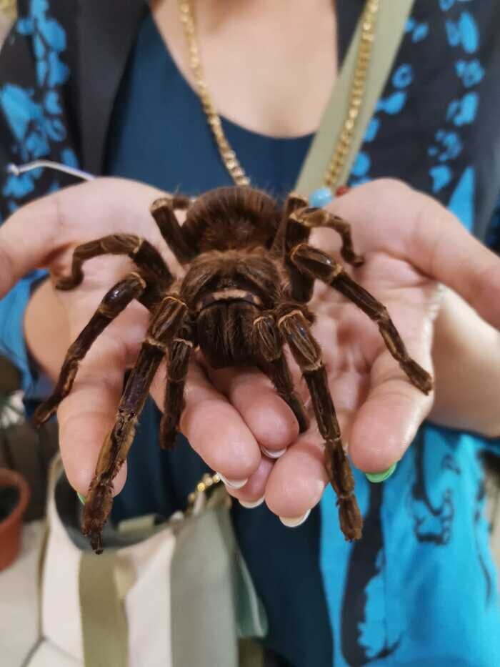 Пауки Tliltocatl vagans. Малыши 2й линьки. Цена 200р. Pterinochilus murinus. 4-5