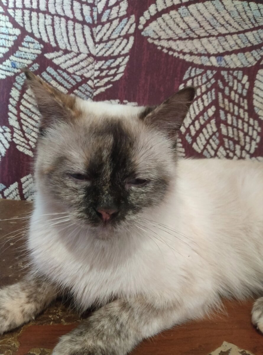 Знакомьтесь-Это Ланочка