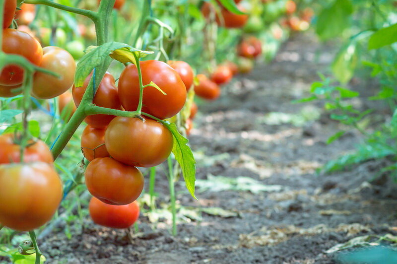 Почему опрыскивание томатов важно