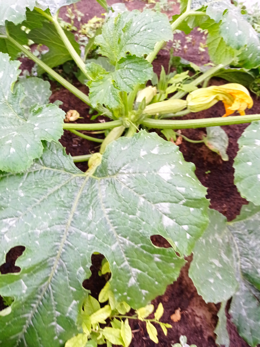 Личный архив - кабачки