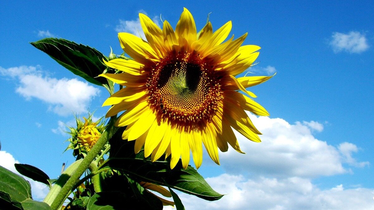 Фото:freeimages.com Подсолнечник