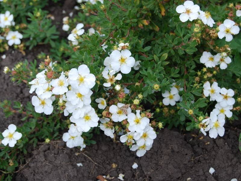 Лапчатка кустарниковая Абботсвуд