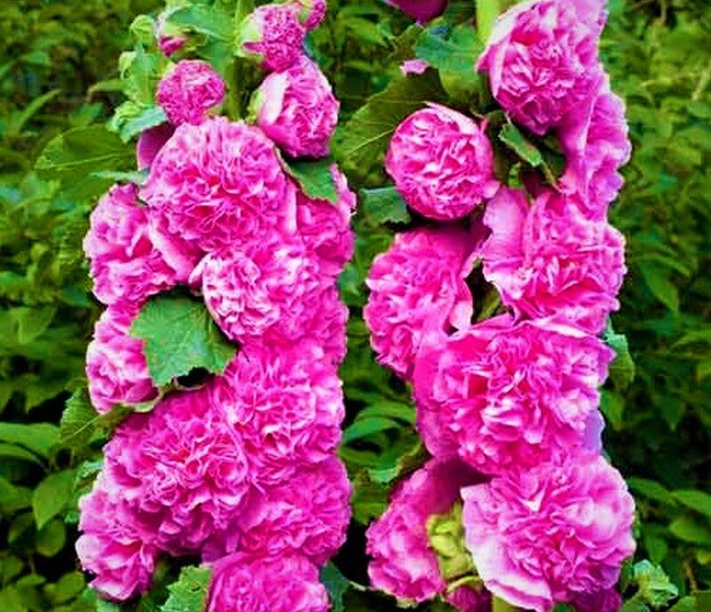  Яркие цветоносы мальвы. Цветы похожие на махровые розы. Фото с сайта: https://domicad.com.ua.