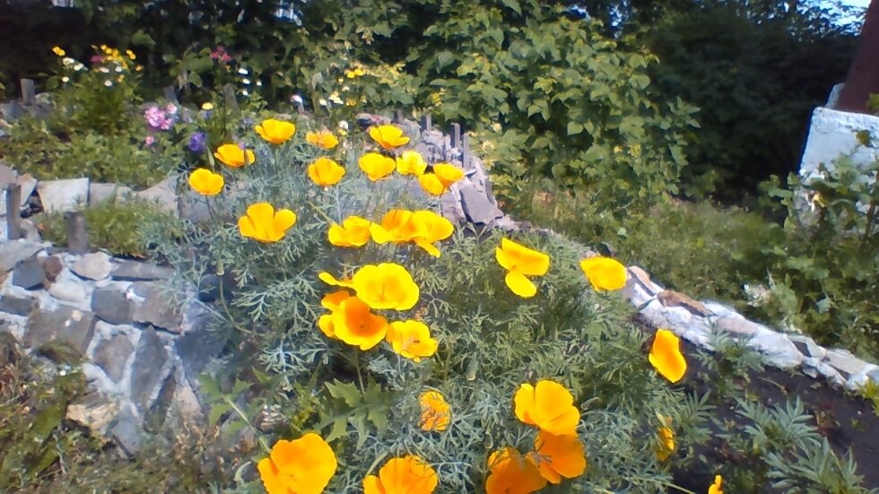 Зацвела эшшольция.