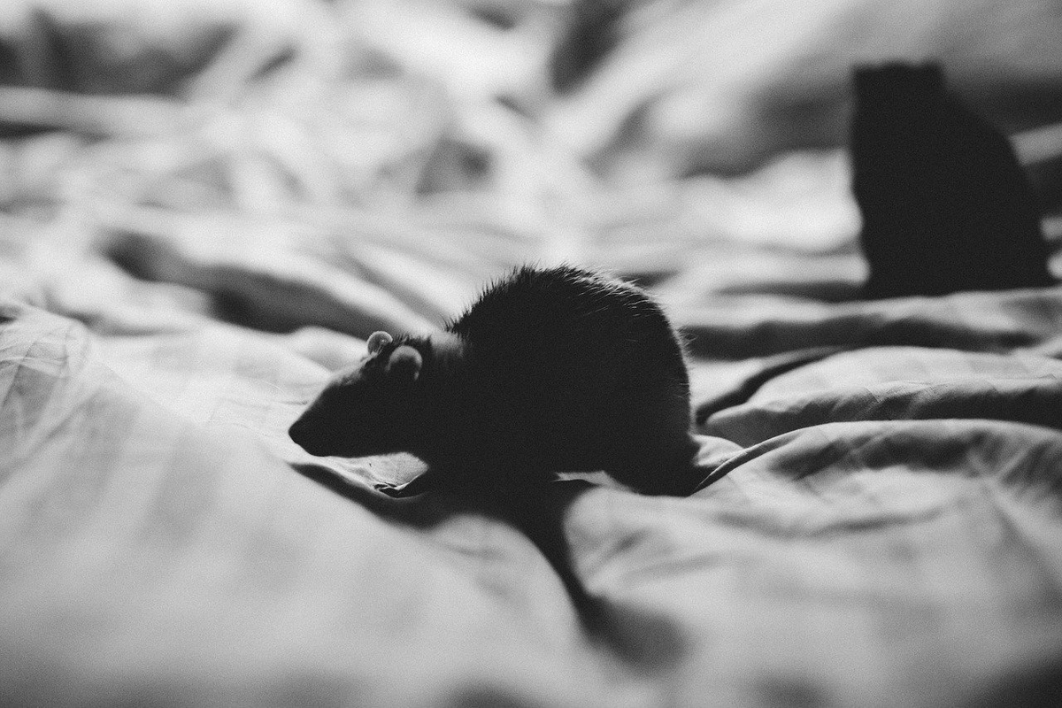 Мышь в кровати. Что значат мыши во снах