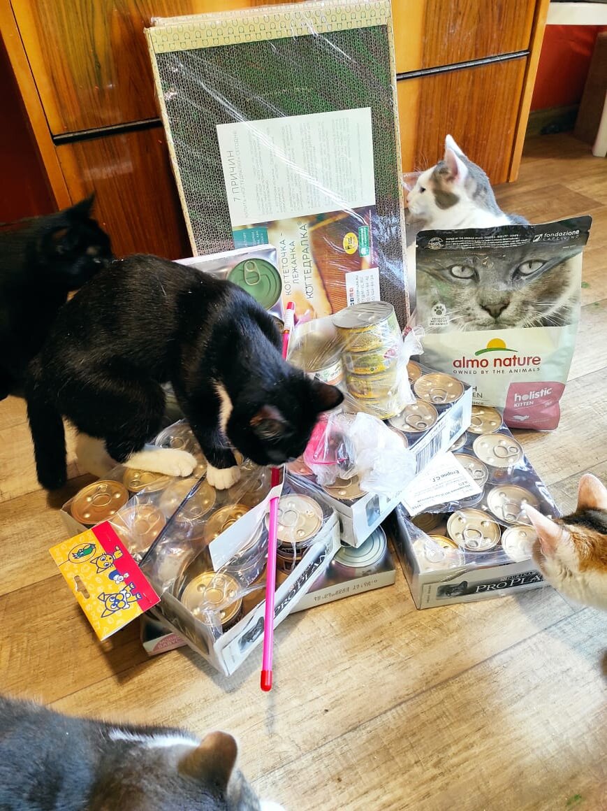 Счастье есть! Сказали котики😍