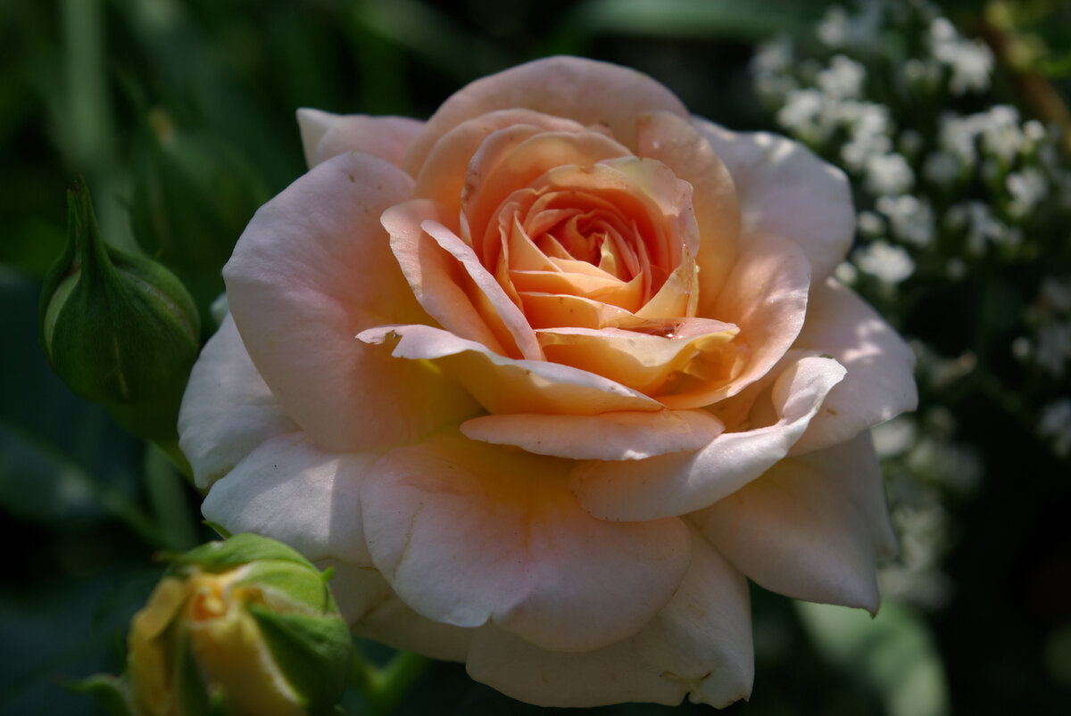 КОНЦЕРТО - плетистая