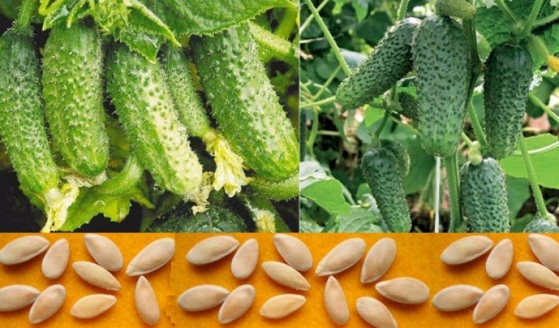 Фото из Интернета