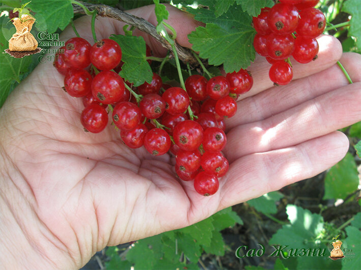 Как приготовить желе из красной смородины