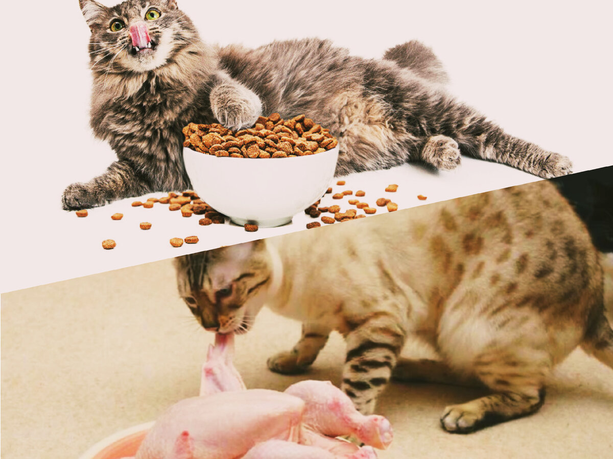 фото клипарт беременная кошка ест. маленький котёнок кушает. котик с едой. кот кушает. кормить кошку сухим и натуральным.