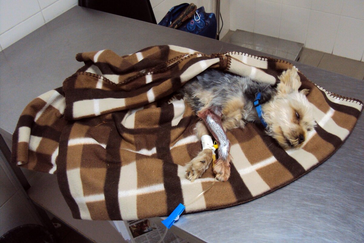 Ёжик на лечении