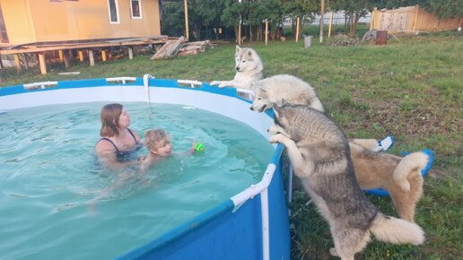 Хаски Зохан и Бэни соревнуются, кто самый смелый и первый прыгнет в бассейн за мячиком