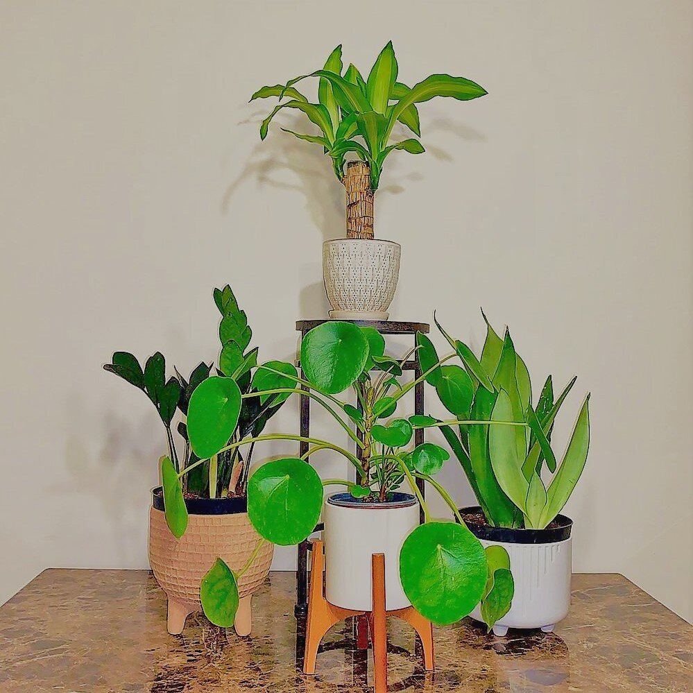 Драцена в сочетании с другими комнатными растениями.