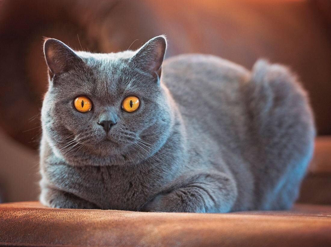 Фото из сети Интернет