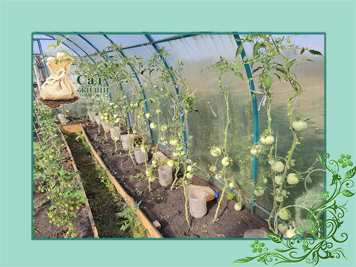 Точечный полив и подкормка томатов 