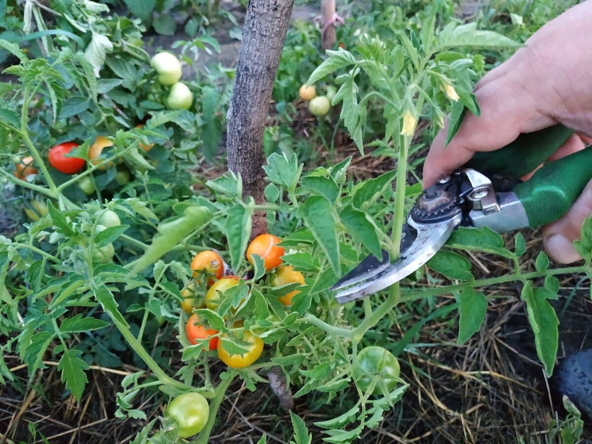 Прищипывание верхушек томатов.