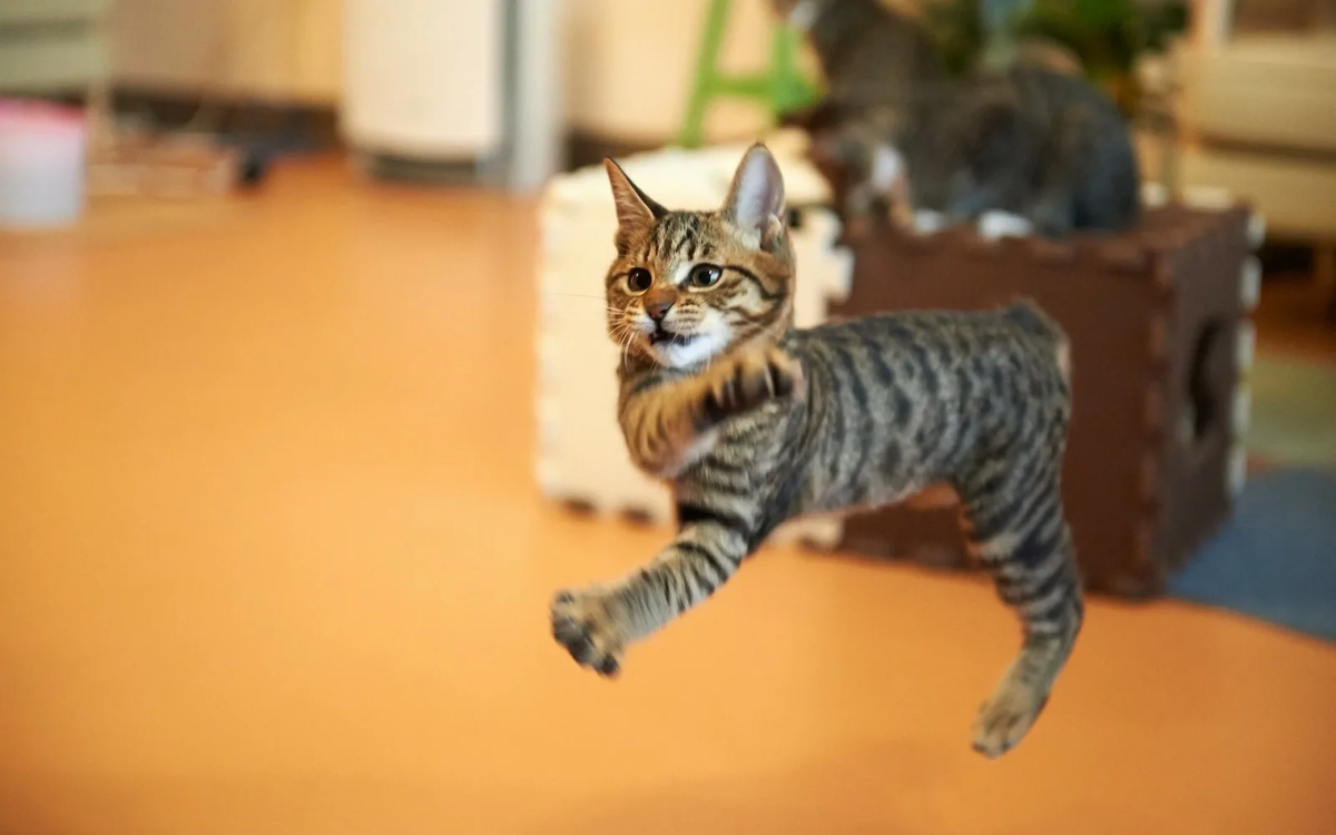 Почему кошки бегают ночью. Кошка бегает. Котенок убегает. Котенок в квартире. Кот бегает по квартире
