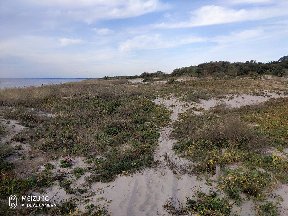 Типичный пейзаж в дюнах. Много шиповника, на косе ещё растёт облепиха.