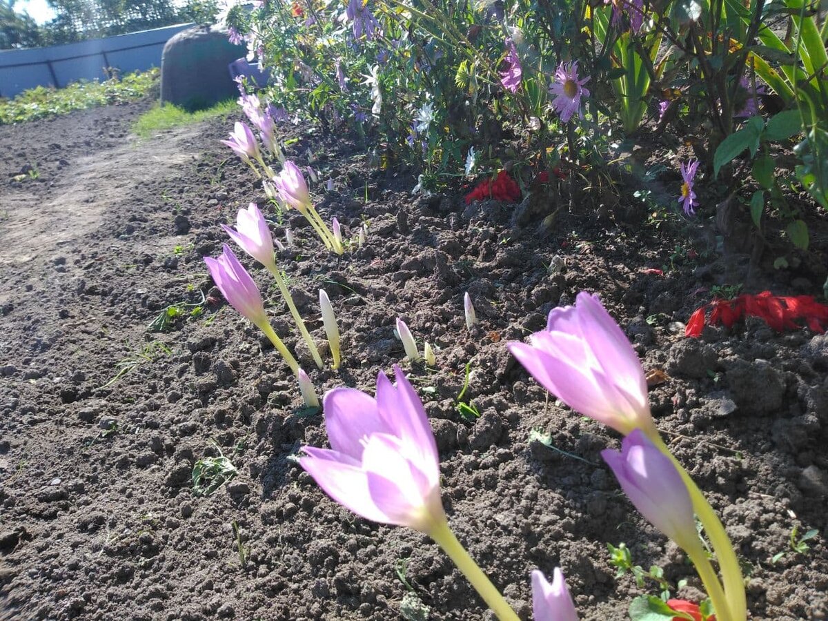 Безвременник или Колхикум. Полистайте галерею))