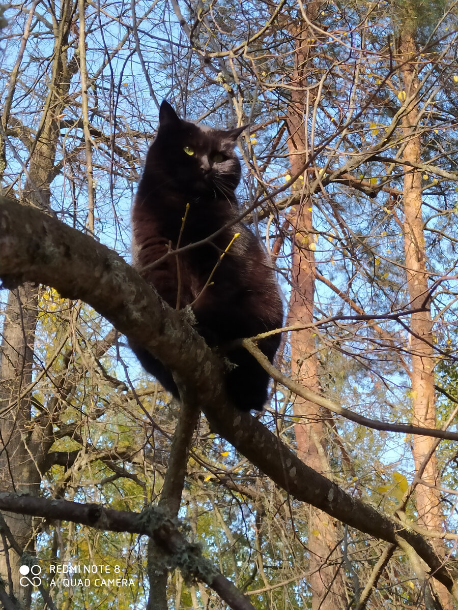 К тому времени Делька уже переместилась вверх по стволу и шустро вскарабкалась на одну из веток. К слову, она умеет сама спускаться)). Так что не переживала, что там застрянет.