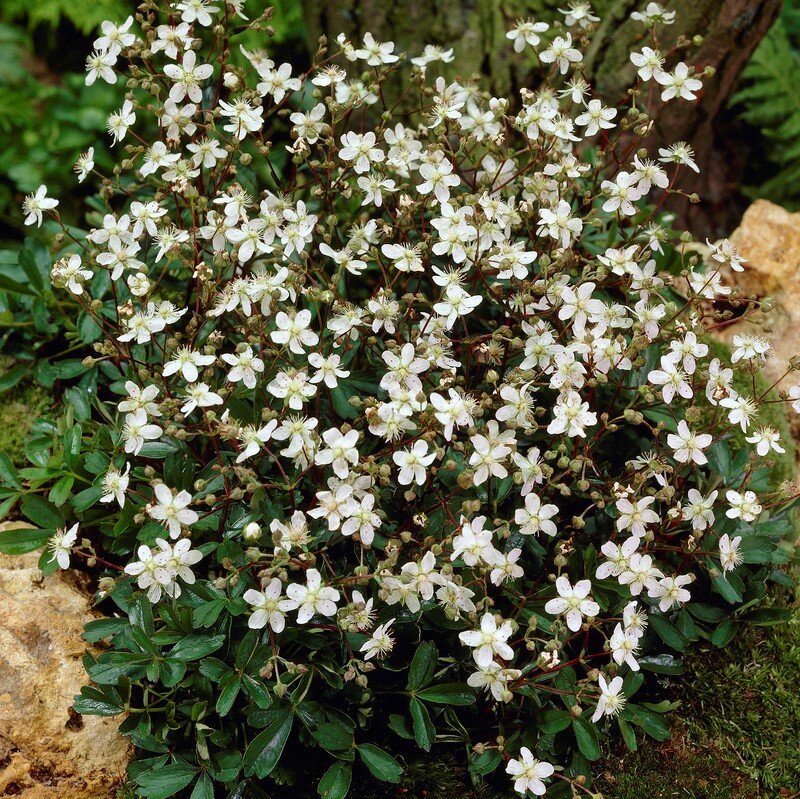  Сиббальдиопсис трехзубчатый (Sibbaldiopsis tridentate). Фото с сайта https://shop.cramersblommor.com/images/zoom/potentillatridentatanuuk-35162.jpg 