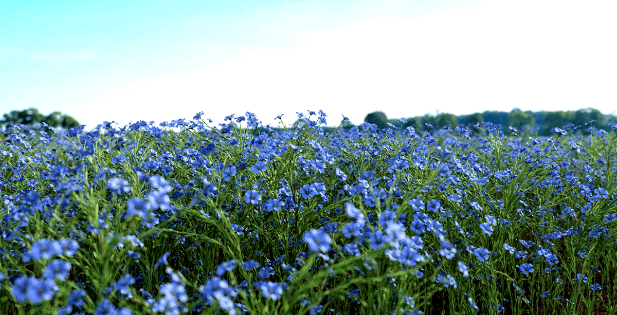 Carpet of blue by ituki kadiwara 500px Hitachi seaside park, Seaside park, Free 