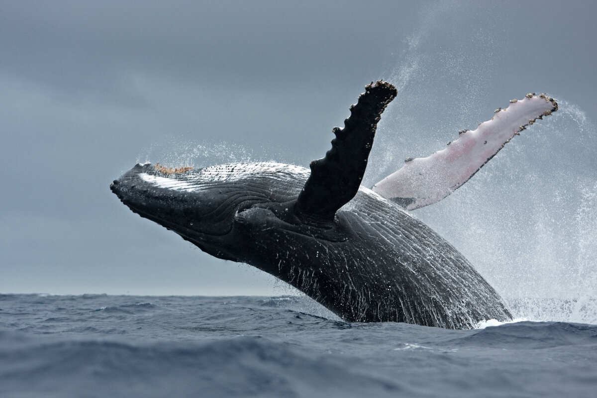Вавау горбатый кит