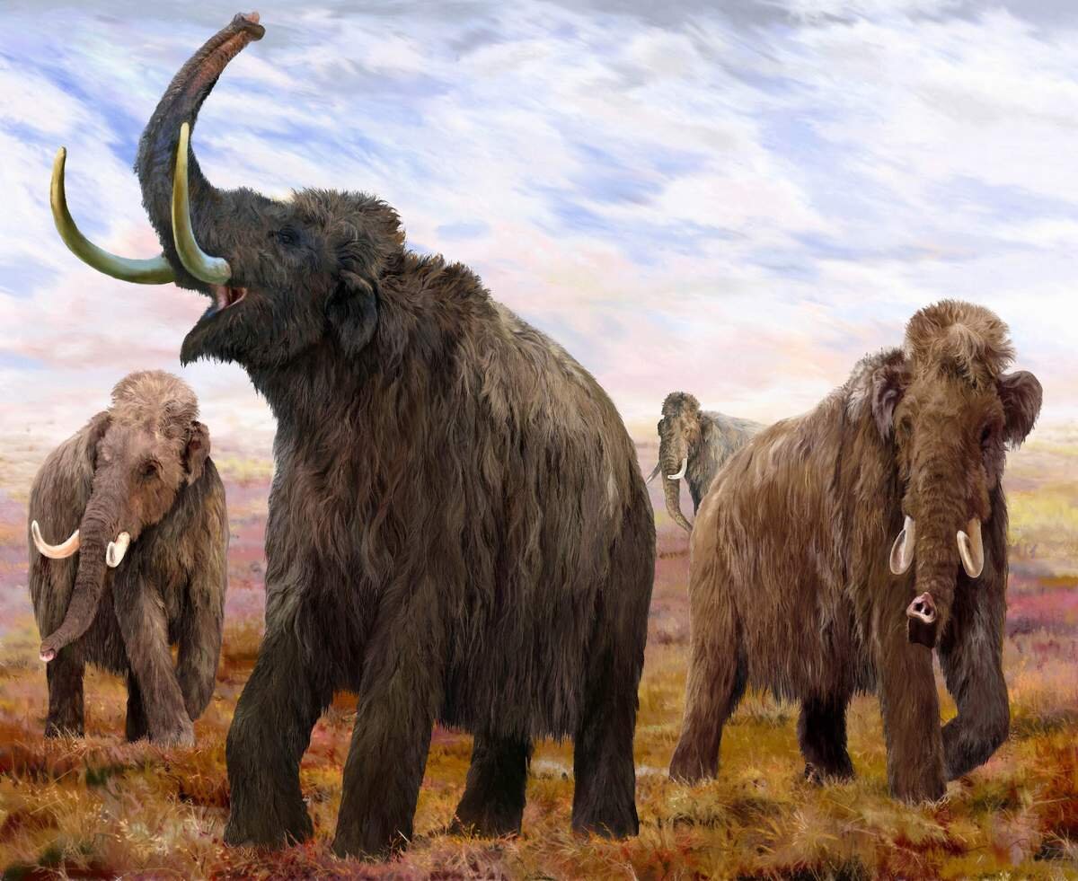 Картина из статьи «Ученые из России хотят клонировать мамонта» с сайта animalreader