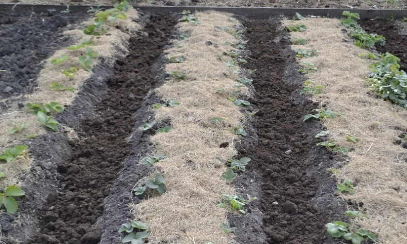 Фотография взята из источника glav-dacha.ru