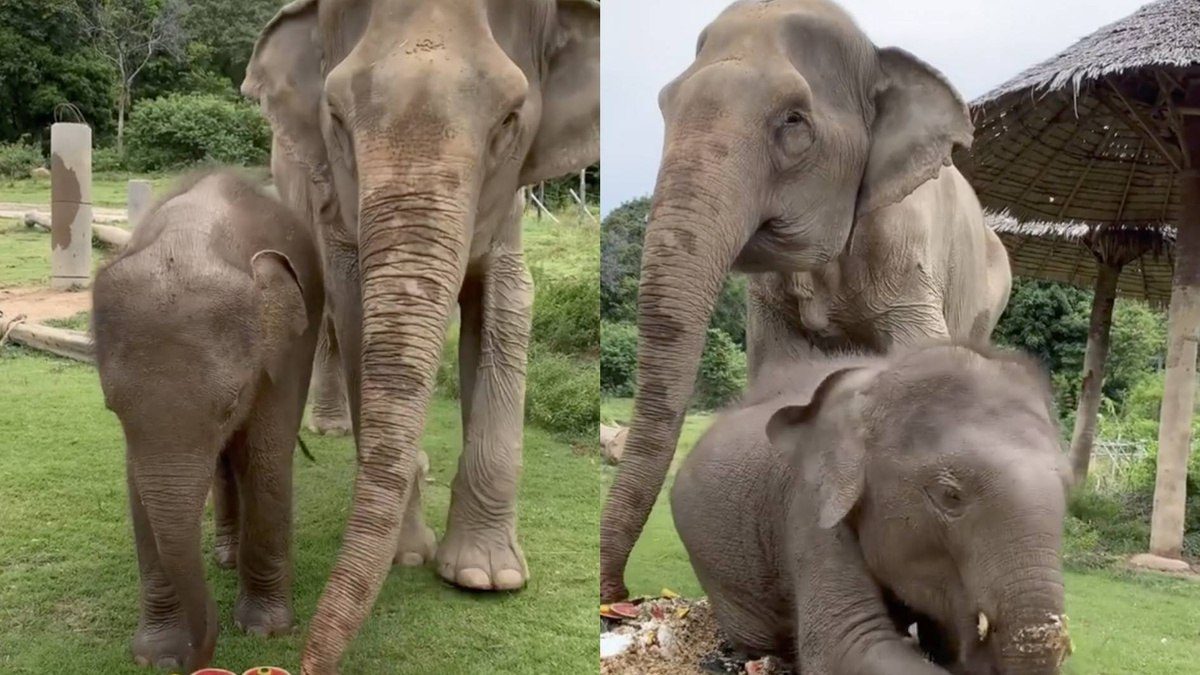 Кадр из видео © Instagram / samuielephanthaven 