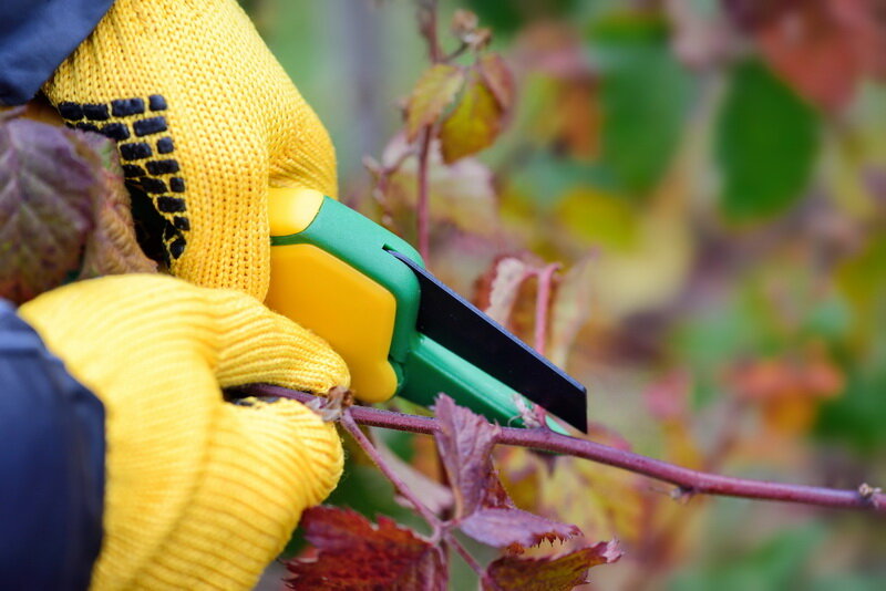 Обрезка ежевики. Иллюстрация для статьи используется по стандартной лицензии ©ofazende.com