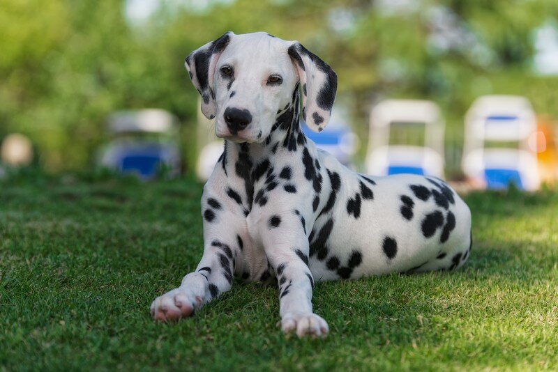 Участие в кинематографе