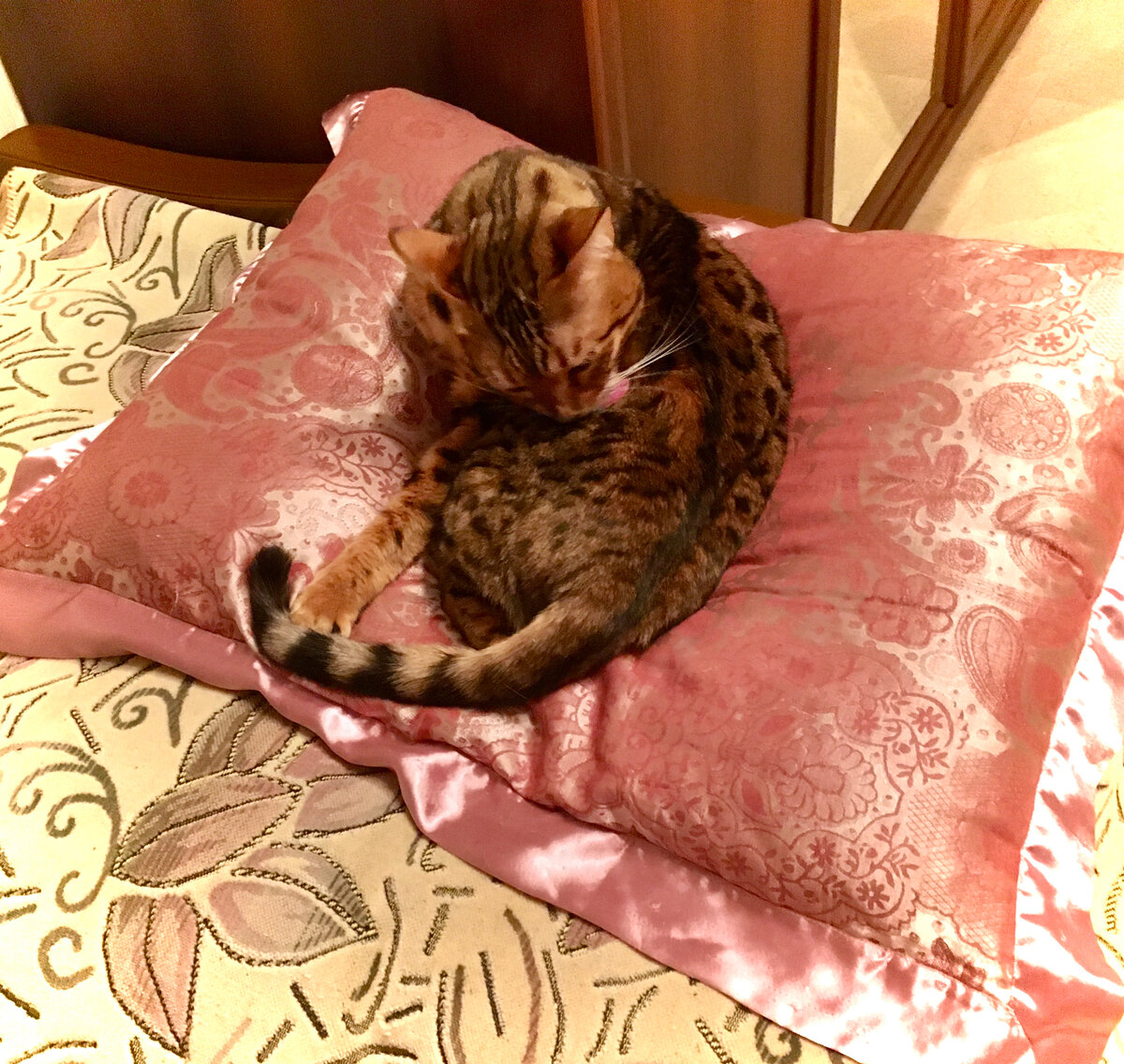 Бенгальская кошка, порода американской селекции