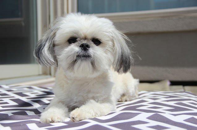 Шичи (Фото: https://www.petguide.com/breeds/dog/shichi/)