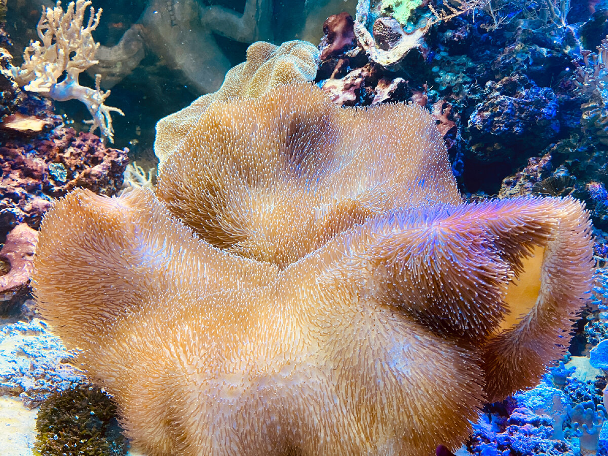 Фото из аквариума