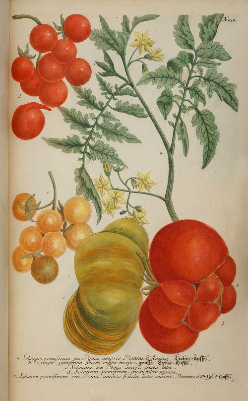 Ботанические зарисовки томатов. 