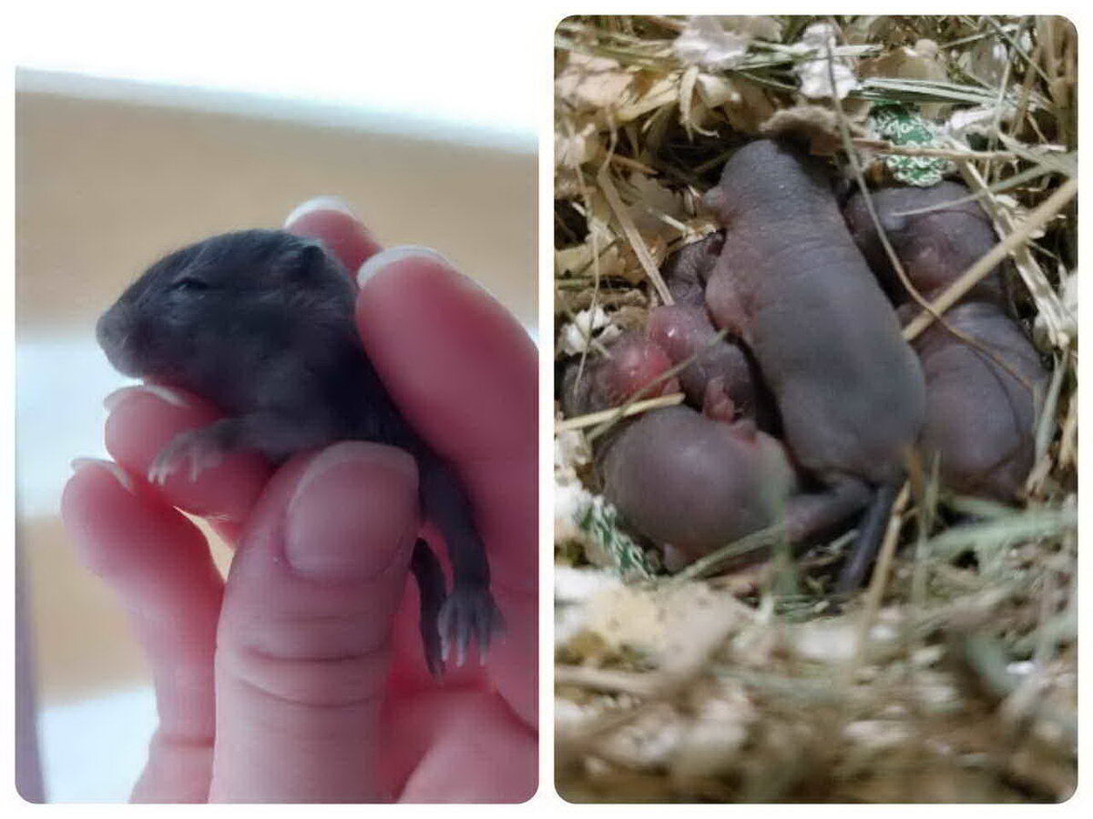 Содержание песчанок в домашних условиях. Полезные наблюдения🐭 | Житейские  воззрения | Дзен