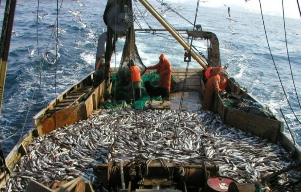 Для сохранения и увеличения рыбных запасов. Охотское море промысел. Рыбопромышленный комплекс дальнего Востока. Охотское море рыболовство. Траловый лов рыбы Охотское море.